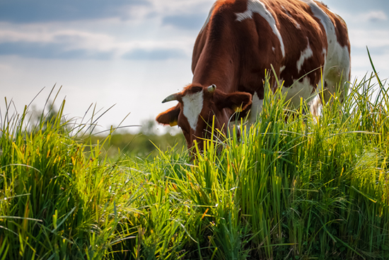 A cow grazing on grass in a field. 