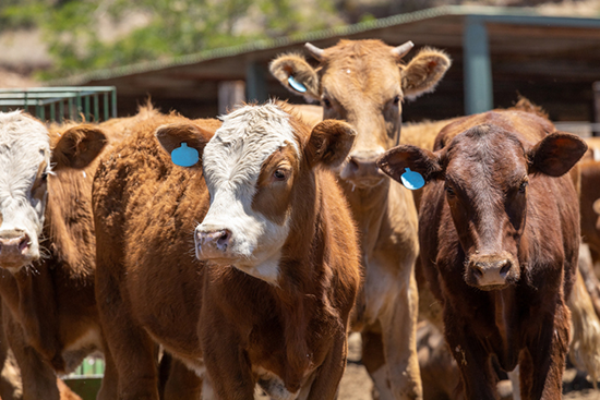 Brown cows with ear tags at a cattle ranch. 