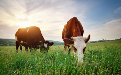 The Differences of Grass-Fed vs. Grain Fed-Beef